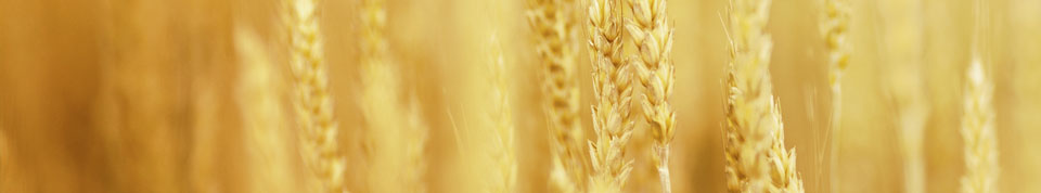 cabecera-proveedores-11