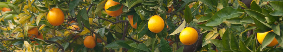 cabecera-proveedores-3